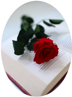 A red rose on a book